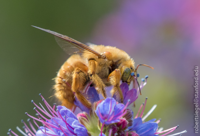 bee